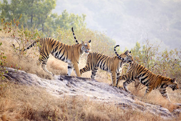 9 Tiger-Safari-Honeymoon-Bridal-Musings-Wedding-Blog--630x420